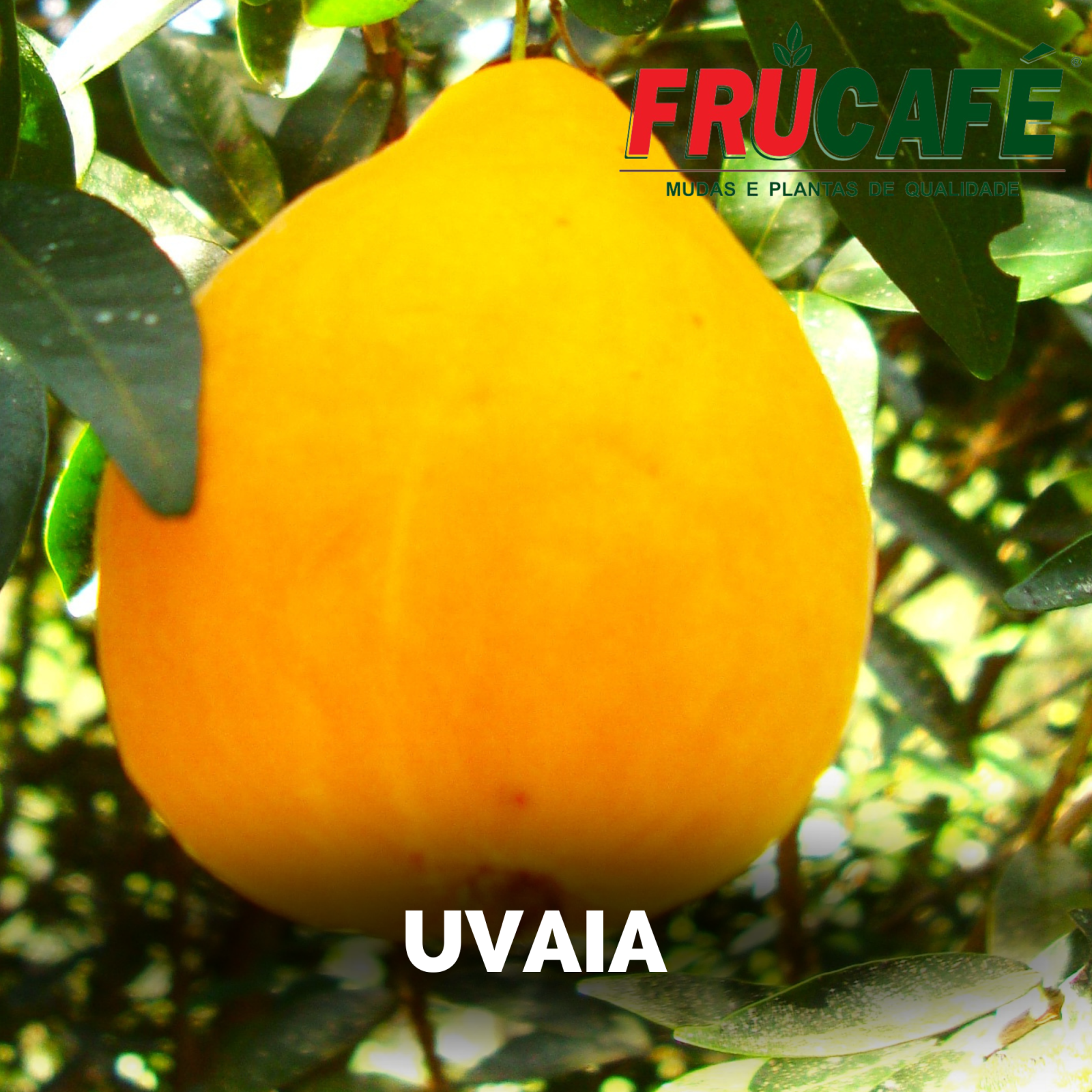 Muda de Uvaia — Viveiro Frucafé