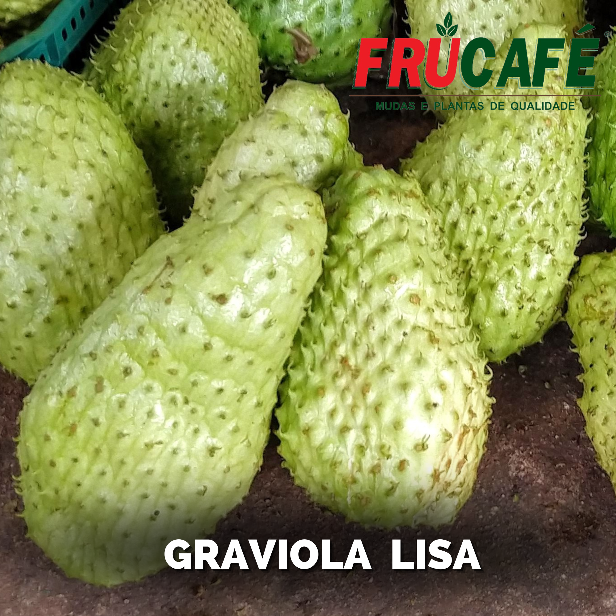 Muda de Graviola Lisa — Viveiro Frucafé