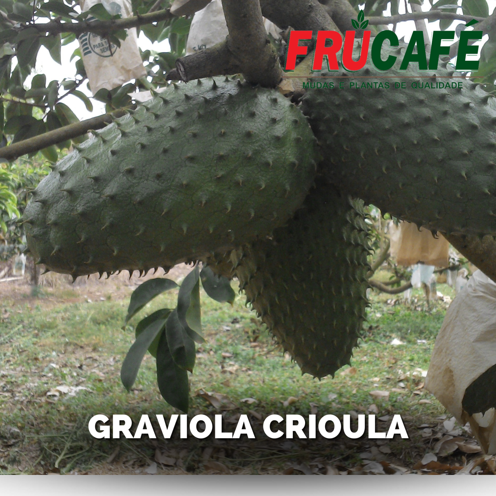 Muda de Graviola Crioula — Viveiro Frucafé