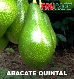 Muda de Abacate Quintal
